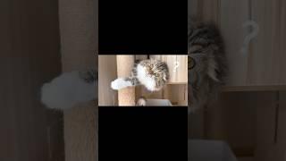 [Short] Scottish Fold kitten unable to concentrate on napping. Elle video No.S228