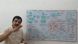 Chara :1 - Morphology