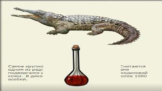 Русская рыбалка 3.99 - Оринокский крокодил!