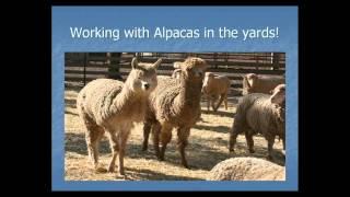 Guardian animals protecting livestock - Alpacas