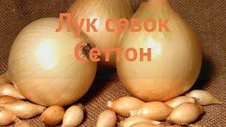 Лук овощной Сеттон (allium cepa setton)  Сеттон обзор: как сажать, лук-севок и чеснок лука Сеттон