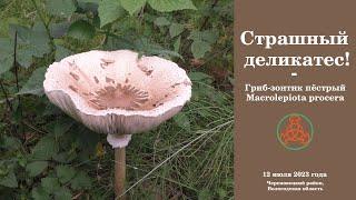 Страшный деликатес! Гриб-зонтик пёстрый - Macrolepiota procera.