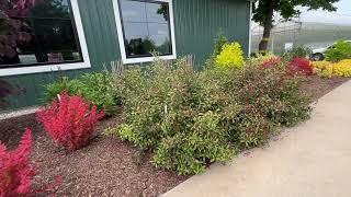 Proven Winners Color Choice Shrubs | Spring Meadow Nursery Shrub Garden Tour Early June 2024