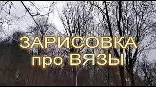 Зарисовка про вязы