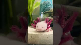 Chilling Axolotl Pinky love the new tank location. #axolotl