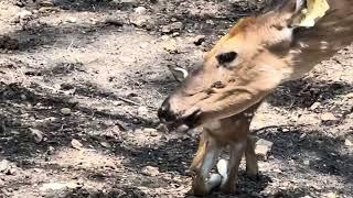 Bucks and Babies!