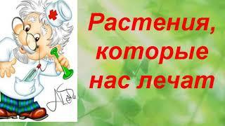 Естествознание.Предшкола. Тема: "Какие растения  лечат ?"