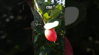 A Forgotten Edible, Natal Plum on @EatYourBackYard