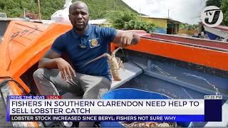 Fishers in Southern Clarendon Need Help to Sell Lobster Catch | TVJ News