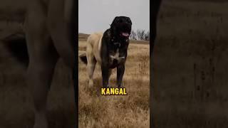 The scariest giant dog breeds #kangal #tibetanmastiff #caucasianshepherd #boerboel