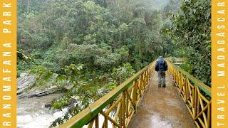 Madagascar | Ranomafana National Park  