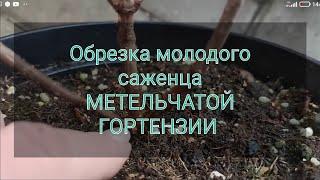 Как начать формировать куст МЕТЕЛЬЧАТОЙ ГОРТЕНЗИИ 