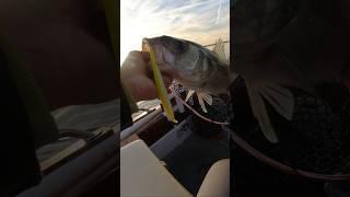 Seabass on Jugulo 140 #molix #spinning #fishing #pesca #fyp #spigola #seabass