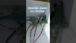 Seger ️ Rendam Jemur #iguana #iguanas #iguanaalbino #snowblizzard #rediguana #reptile #shorts #fyp