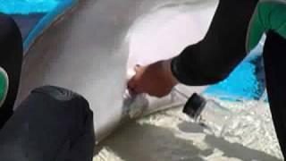 Collecting Dolphin Breast Milk