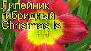 Лилейник гибридный Кристмас Из. Краткий обзор, описание характеристик hemerocallis Christmas Is