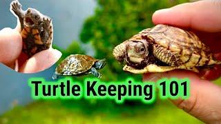 Turtle Keeping 101