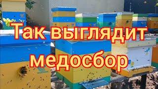 Как выглядит медосбор? Без весов и осмотра рамок...