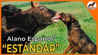 El Estándar del Alano Español: Preservando la Historia Canina #alanoespañol#perrosalanos