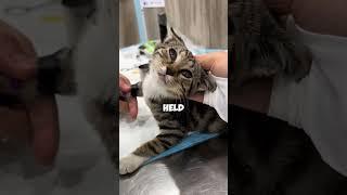 Who the hell is the problem? #animals #funnyanimal #warm #cat #pets #cute #marvel #shortvideo