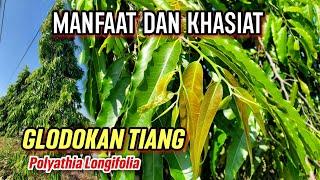 MANFAAT GLODOKAN TIANG UNTUK KESEHATAN  | Polyathia Longifolia