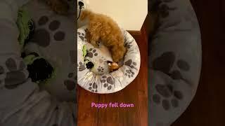 Puppy fell down #пудель #pudel #poodle #puppyvideos #interesting #интересно