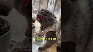 These Cats Witnessed an Unimaginable Horror - Chapter 50 #cat #creepy #creepypasta #creepystories