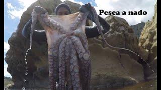 Pesca Submarina Pulpos gigantes 15 kilos. #21