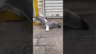 Cat Curiously Watches Seagull Fight