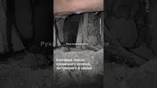 Блогер спасла котёнка с крыши и назвала его Арчи — в честь арки, через которую вытащила
