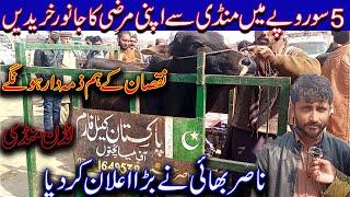 Live wait Animals ,Bull, Cow / Latest Cattle Market Update / Luddan Mandi.PK