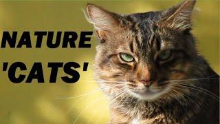 NATURE - CAT DOCUMENTARY! - UNKNOWNS ABOUT CATS