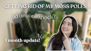 Getting Rid of My Moss Poles | 1 Month Update 