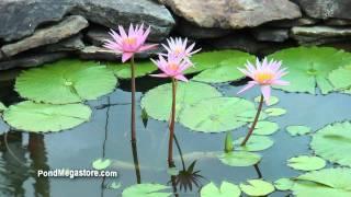 Waterlily Orchid Star (water lily, nymphaea) great bloomer and grower