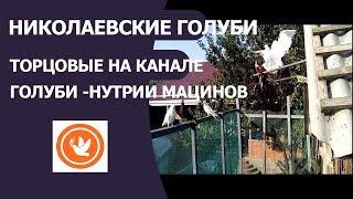 НИКОЛАЕВСКИЕ ГОЛУБИ ТОРЦОВЫЕ НА КАНАЛЕ ГОЛУБИ -НУТРИИ МАЦИНОВ!