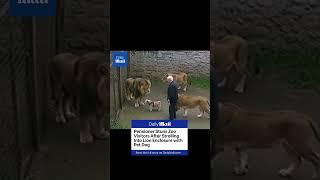 Old man wanders into a Lion enclosure at a zoo while walking his dog #news #dog
