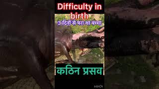 Difficulty in birth l Dystokia l dr Umar khan