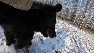 Пожалел что не одел ватные штаны. Медведи.