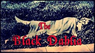 The Killing of The Black Dahlia // An Unsolved Ritualistic Murder