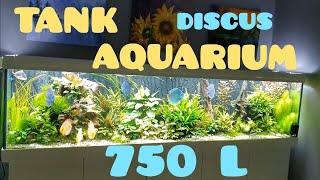 Aquarium. Tank. 750L. Discus. L'histoire d'un aquarium.