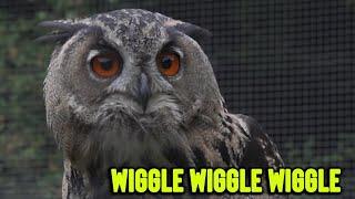 Curious Owl Keeps Shaking Its Head in Funny Ways || WooGlobe