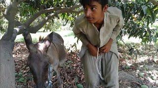 September 18, 2023Man With His Donkey || OMG 2021.#donkey