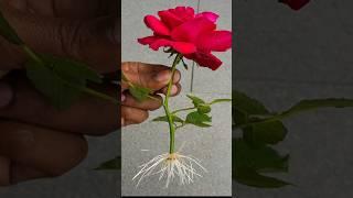 #Howtogrowroseplantfromcutting #Roseplant #Rose #youtubeshorts #Shorts  #Mita'sgardeningtrick