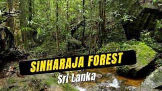 Sinharaja Rainforest in Sri Lanka