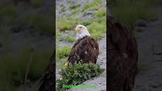We sure can see quite a lot of eagles during a 9 day tour of alaska. #brushbuck