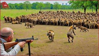 LIVE: How Farmers and Hunters Deal with Millions of Hyenas Collection | Farming Documentary