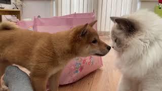 Shiba Inu puppy meets Ragdoll, 8 weeks old Shiba Inu puppy coming to new home