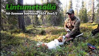 Metsäkanalinnustusta itä-Suomen kairoissa osa1/2 | Pohjanpystykorva Suomenpystykorva