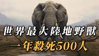 全世界最大的10種陸地野獸，第四名壹年殺死500人，第壹名體重高達10噸，天生的草原霸主！#animals #野生动物 #科普 #野生生物#动物#涨知识