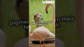 Why Are Flamingos Pink  Diet Secrets!